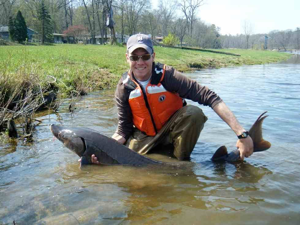 An AWRI technician supports a lake sturgeon for a photo.